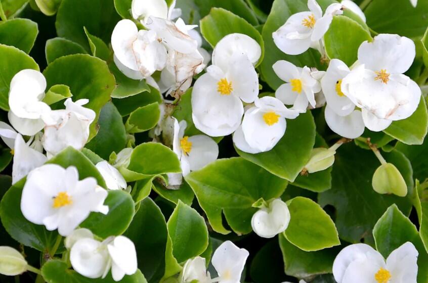 Begónie stálokvětá, ledovka, voskovka 'Ganymed White' - Begonia semperflorens 'Ganymed White'
