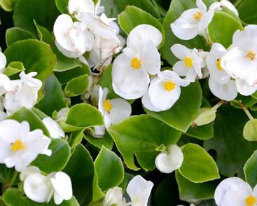 Begónie stálokvětá, ledovka, voskovka 'Ganymed White'
