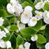 Begonia semperflorens 'Ganymed White.jpg
