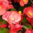 Begónie stálokvětá, ledovka, voskovka 'Ganymed Scarlet' - Begonia semperflorens 'Ganymed Scarlet'