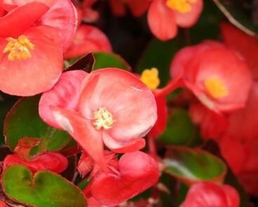 Begónie stálokvětá, ledovka, voskovka 'Ganymed Scarlet'