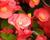 Begónie stálokvětá, ledovka, voskovka 'Ganymed Scarlet'