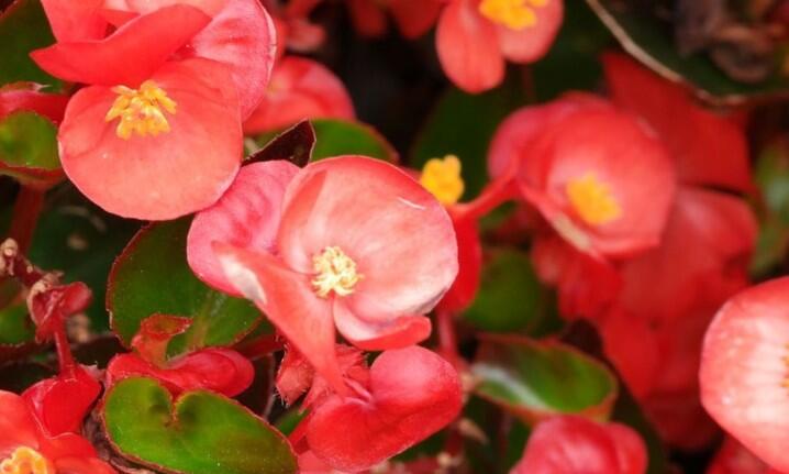 Begónie stálokvětá, ledovka, voskovka 'Ganymed Scarlet' - Begonia semperflorens 'Ganymed Scarlet'