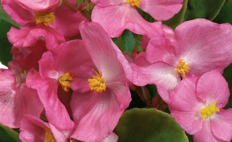 Begónie stálokvětá, ledovka, voskovka 'Ganymed Rose' - Begonia semperflorens 'Ganymed Rose'