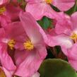 Begónie stálokvětá, ledovka, voskovka 'Ganymed Rose' - Begonia semperflorens 'Ganymed Rose'