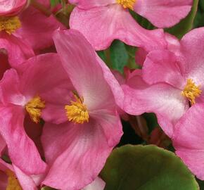 Begónie stálokvětá, ledovka, voskovka 'Ganymed Rose'