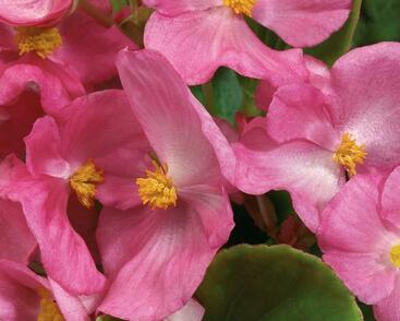 Begónie stálokvětá, ledovka, voskovka 'Ganymed Rose'