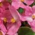 Begonia semperflorens 'Ganymed Rose.jpg