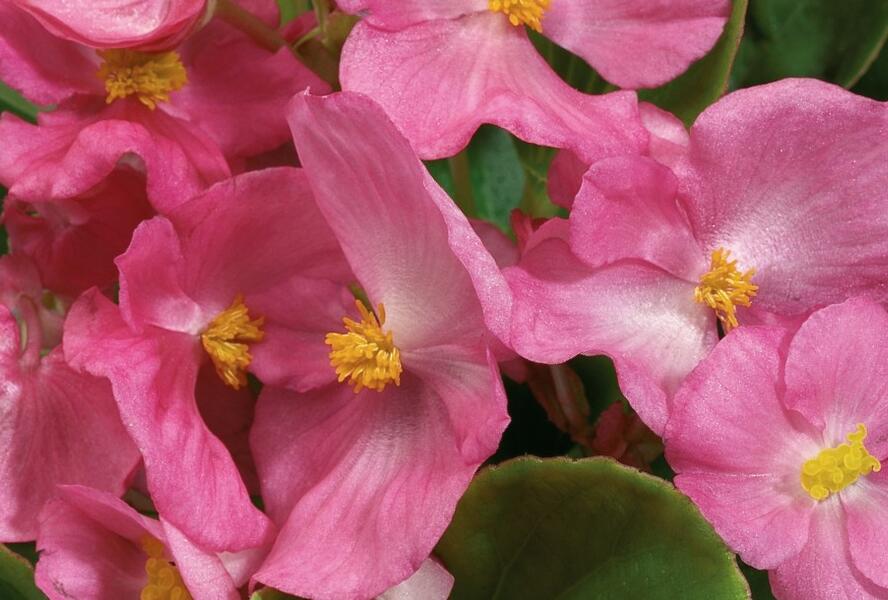 Begónie stálokvětá, ledovka, voskovka 'Ganymed Rose' - Begonia semperflorens 'Ganymed Rose'