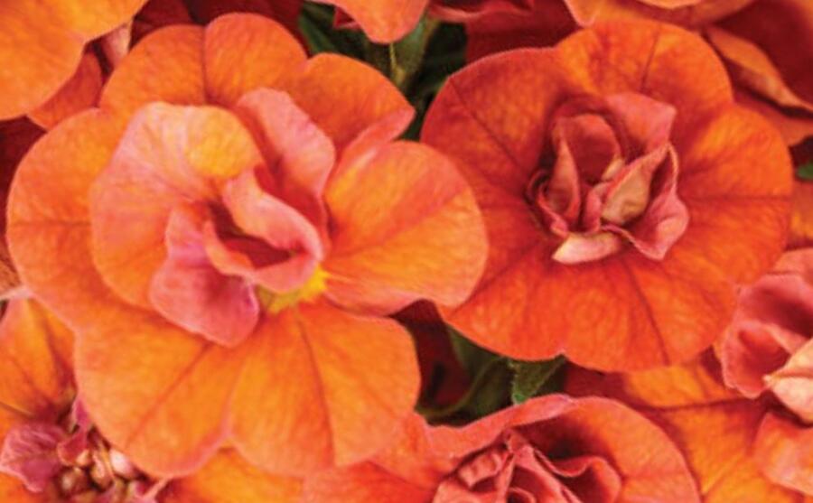Minipetúnie, Million Bells 'Sweetbells Double Orange' - Calibrachoa hybrida 'Sweetbells Double Orange'