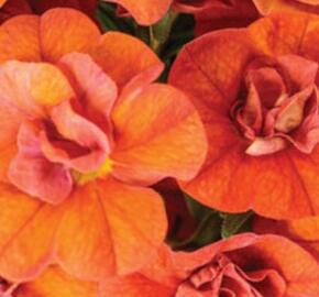 Minipetúnie, Million Bells 'Sweetbells Double Orange' - Calibrachoa hybrida 'Sweetbells Double Orange'