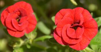 Minipetúnie, Million Bells 'Sweetbells Double Red' - Calibrachoa hybrida 'Sweetbells Double Red'