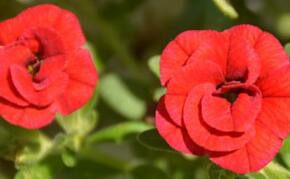 Minipetúnie, Million Bells 'Sweetbells Double Red' - Calibrachoa hybrida 'Sweetbells Double Red'