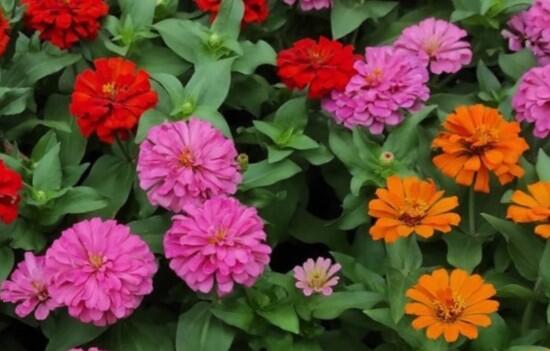 Ostálka sličná 'Zinderella Mix' - Zinnia elegans 'Zinderella Mix'
