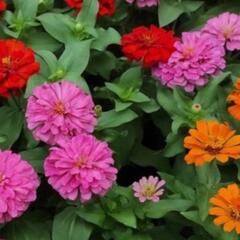 Ostálka sličná 'Zinderella Mix' - Zinnia elegans 'Zinderella Mix'