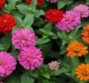 Ostálka sličná 'Zinderella Mix' - Zinnia elegans 'Zinderella Mix'