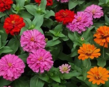 Ostálka sličná 'Zinderella Mix'