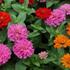 Zinnia elegans 'Zinderella Mix'.jpg