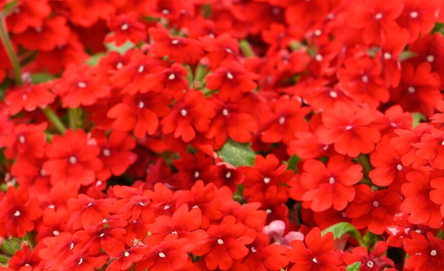 Verbena, sporýš 'Vanessa Compact Hot Red' - Verbena hybrida 'Vanessa Compact Hot Red'
