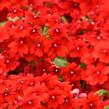 Verbena, sporýš 'Vanessa Compact Hot Red' - Verbena hybrida 'Vanessa Compact Hot Red'
