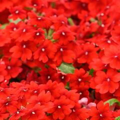 Verbena, sporýš 'Vanessa Compact Hot Red' - Verbena hybrida 'Vanessa Compact Hot Red'