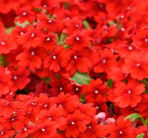 Verbena, sporýš 'Vanessa Compact Hot Red' - Verbena hybrida 'Vanessa Compact Hot Red'