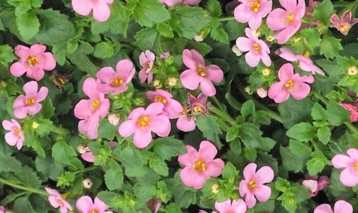 Bakopa 'Scopia Great Pink Beauty' - Sutera diffusus 'Scopia Great Pink Beauty'