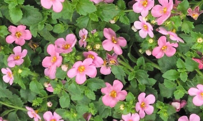 Bakopa 'Scopia Great Pink Beauty' - Sutera diffusus 'Scopia Great Pink Beauty'