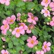 Bakopa 'Scopia Great Pink Beauty' - Sutera diffusus 'Scopia Great Pink Beauty'