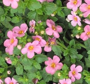 Bakopa 'Scopia Great Pink Beauty' - Sutera diffusus 'Scopia Great Pink Beauty'
