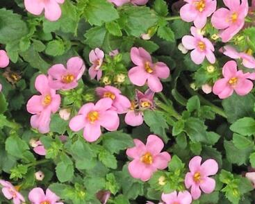 Bakopa 'Scopia Great Pink Beauty'