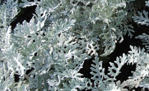 Starček 'Silvito' - Senecio bicolor 'Silvito'