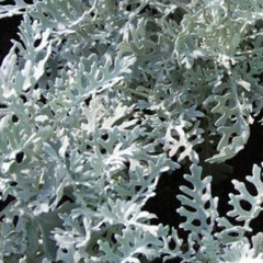 Starček 'Silvito' - Senecio bicolor 'Silvito'