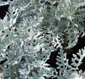 Starček 'Silvito' - Senecio bicolor 'Silvito'