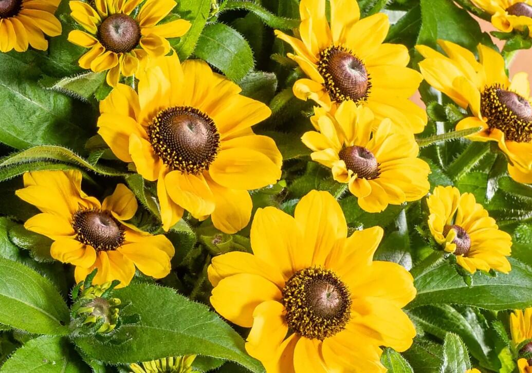 Třapatka srstnatá 'Tablemate Gold' - Rudbeckia hirta 'Tablemate Gold'