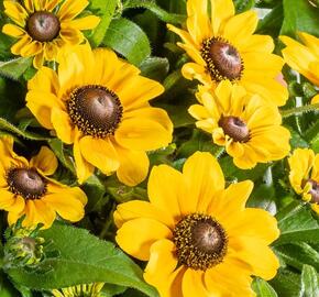 Třapatka srstnatá 'Tablemate Gold' - Rudbeckia hirta 'Tablemate Gold'