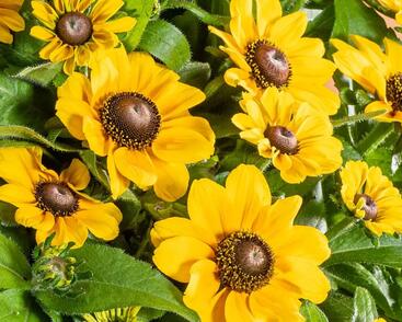 Třapatka srstnatá 'Tablemate Gold'