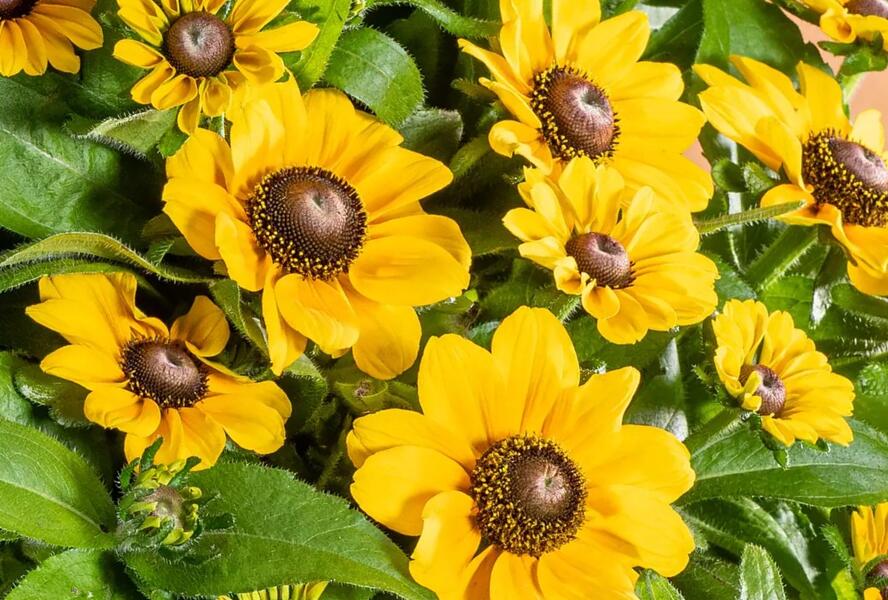 Třapatka srstnatá 'Tablemate Gold' - Rudbeckia hirta 'Tablemate Gold'