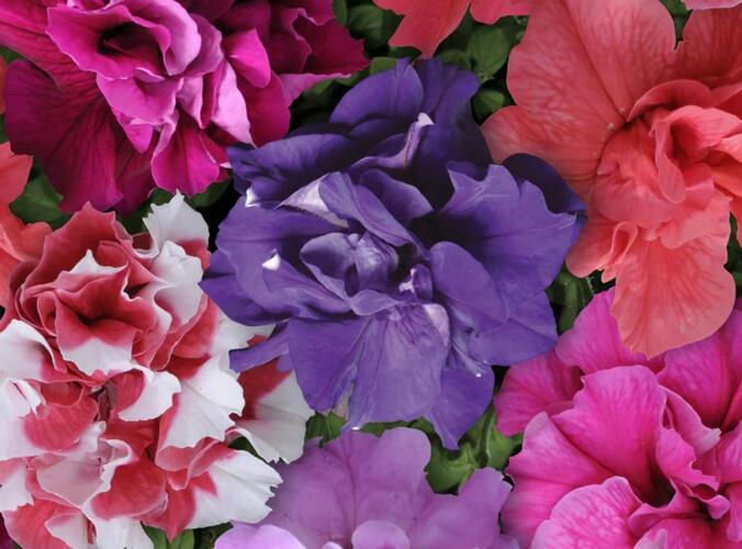 Petúnie 'Duo Mix' - Petunia grandiflora 'Duo Mix'