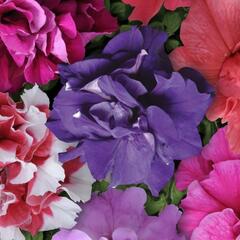 Petúnie 'Duo Mix' - Petunia grandiflora 'Duo Mix'