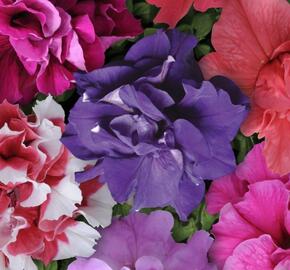 Petúnie 'Duo Mix' - Petunia grandiflora 'Duo Mix'