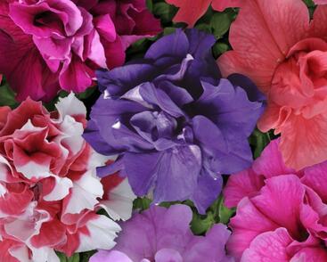 Petúnie 'Duo Mix'