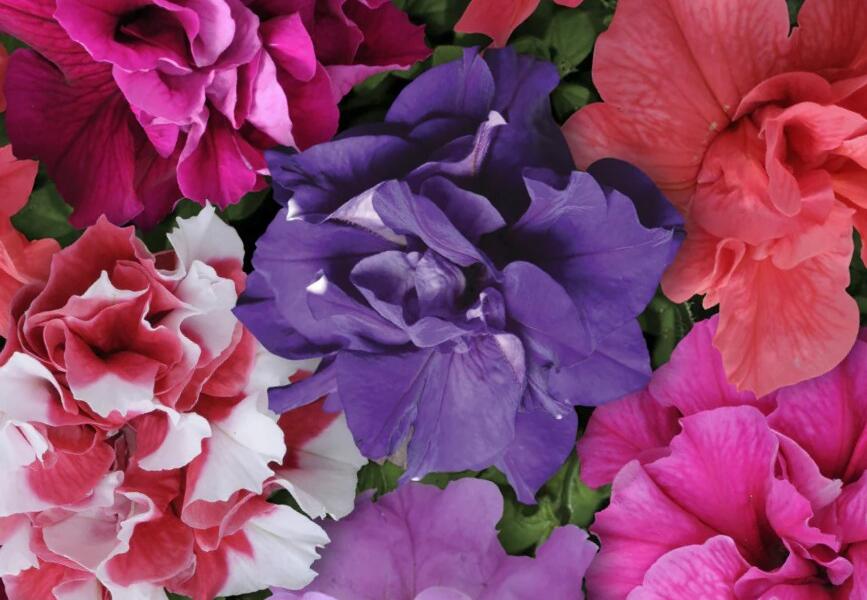 Petúnie 'Duo Mix' - Petunia grandiflora 'Duo Mix'