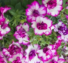 Petúnie 'Tumbelina Nicola' - Petunia hybrida 'Tumbelina Nicola'