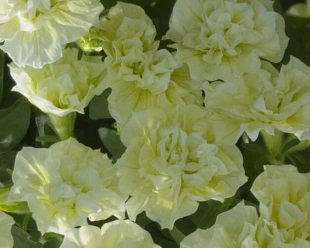 Petúnie 'Tumbelina Susanna' - Petunia hybrida 'Tumbelina Susanna'