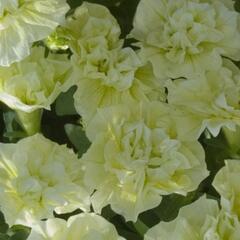 Petúnie 'Tumbelina Susanna' - Petunia hybrida 'Tumbelina Susanna'
