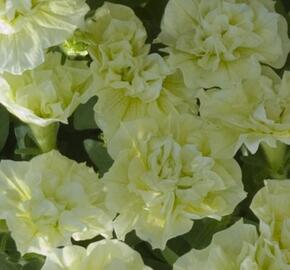 Petúnie 'Tumbelina Susanna' - Petunia hybrida 'Tumbelina Susanna'