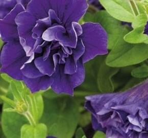 Petúnie 'Tumbelina Belinda' - Petunia hybrida 'Tumbelina Belinda'