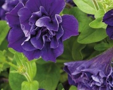 Petúnie 'Tumbelina Belinda'