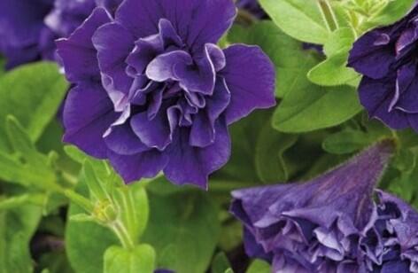 Petúnie 'Tumbelina Belinda' - Petunia hybrida 'Tumbelina Belinda'